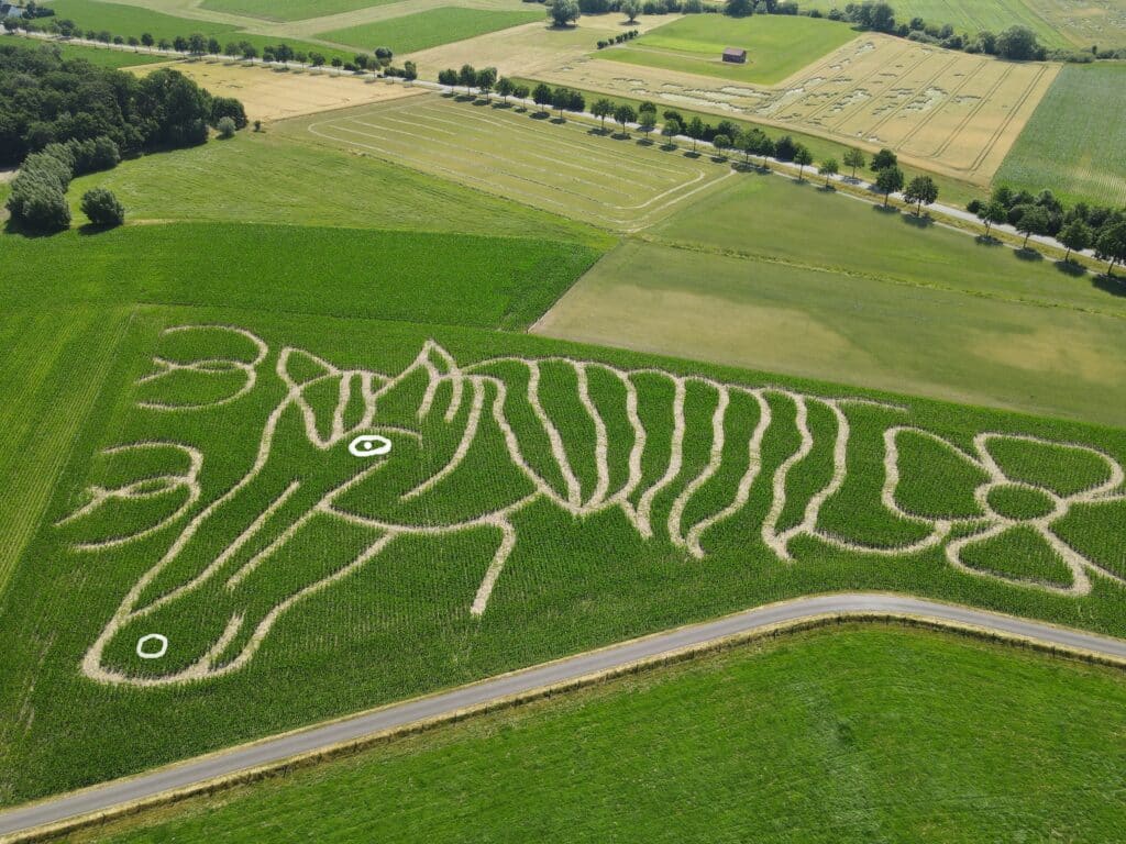 Mais Labyrinth Wurstglück Hofladen Schulte Hörster in Delbrück